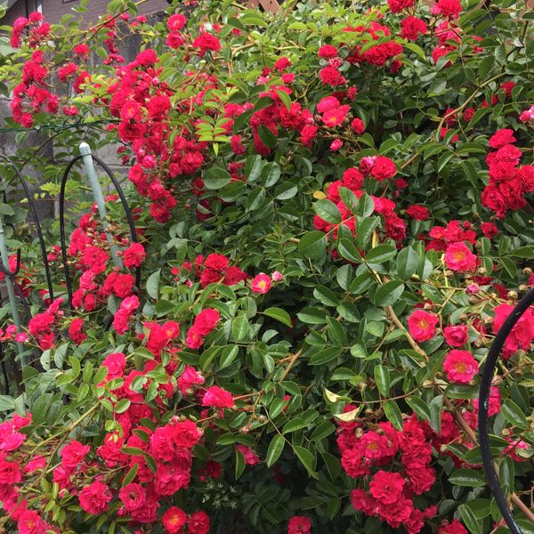 つるバラ ヨセミテ フォール バアちゃんの手作りの庭 のアルバム みんなの趣味の園芸 Id