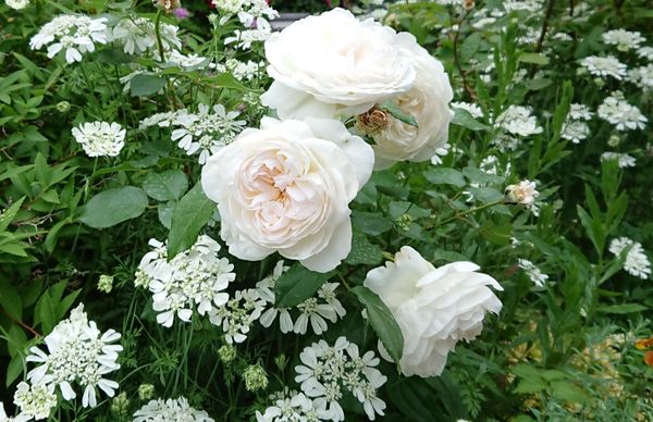 オルラヤが合うね バラと宿根草 ハーブの庭造りno５ のアルバム みんなの趣味の園芸