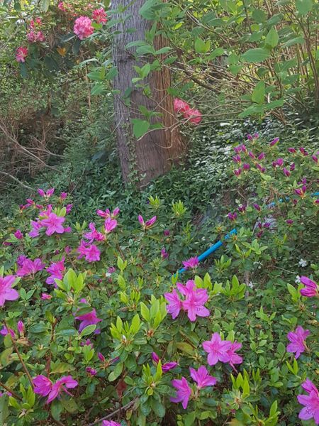 裏庭松の大木の根元 斜面の土留めにつ 21 春 のアルバム みんなの趣味の園芸