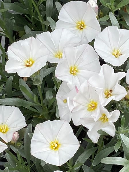 コンボルブルス クネオルム ピークが過 庭に咲く花 Season7 のアルバム みんなの趣味の園芸 Id
