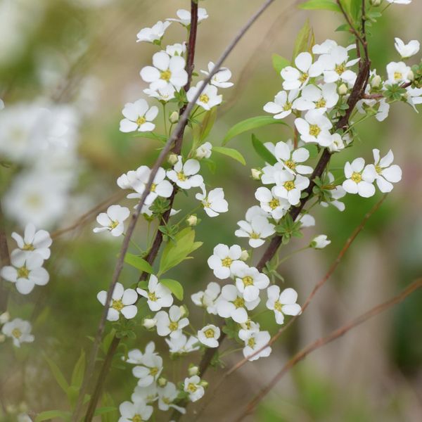 白い花が満開になれば 寒かった冬はも 海辺の庭 ３月 のアルバム みんなの趣味の園芸
