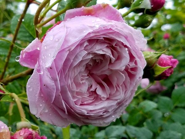 雨に濡れたバラ スピリットオブフリーダム 我が家のバラ21 のアルバム みんなの趣味の園芸