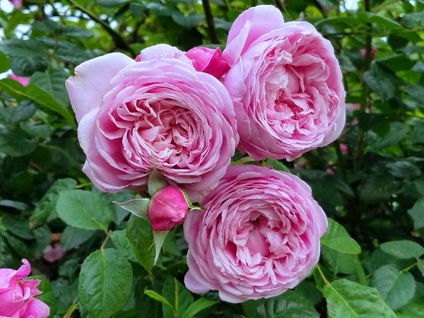 今朝のバラ スピリットオブフリーダム 我が家のバラ21 のアルバム みんなの趣味の園芸
