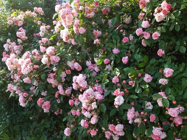 今朝のバラ コーネリア 我が家のバラ21 のアルバム みんなの趣味の園芸