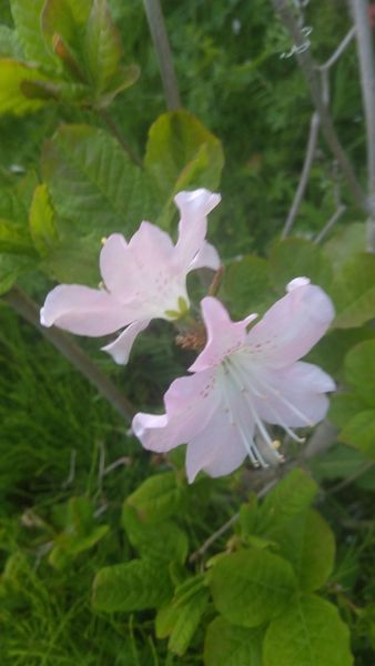 クロフネツツジの花です 中国東北部か ツツジ シャクナゲの仲間 のアルバム みんなの趣味の園芸 Id