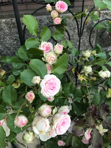つるミミエデン 庭の薔薇 のアルバム みんなの趣味の園芸 Id