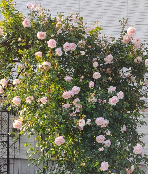 ニュードーン 21バラアーチ 庭の薔薇 のアルバム みんなの趣味の園芸 Id