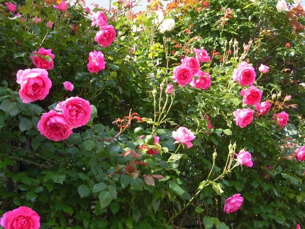 つるばらパレード 豪快に咲く薔薇なの 天使の薔薇 ローズガーデンにようこそ Vol 2 のアルバム みんなの趣味の園芸