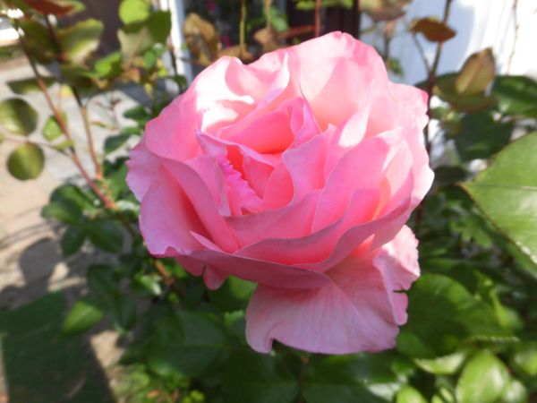 クイーンエリザベスは、樹齢50年の長寿「天使の薔薇 ローズガーデンにようこそ vol.2」のアルバム - みんなの趣味の園芸 1428226