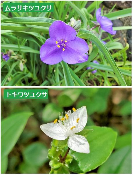 ツユクサ科のムラサキツユクサ オオムラ Shonanさんの山歩き 6 21 4月 のアルバム みんなの趣味の園芸