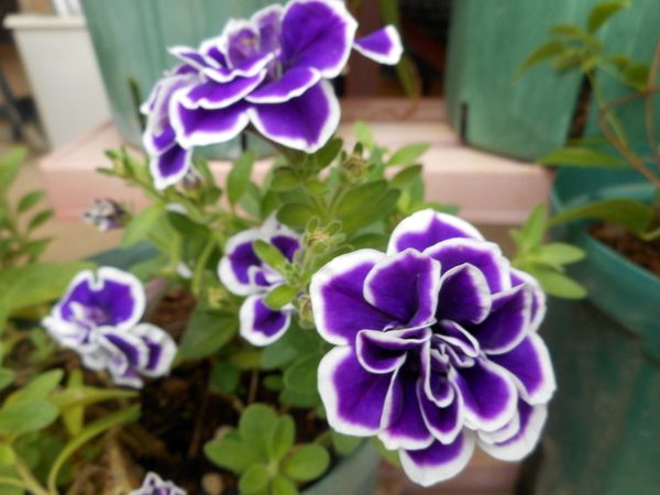 ８月１７日 ペチュニア花衣 藍染 ２０21年４月 ２０２2年３月までの庭の草花 のアルバム みんなの趣味の園芸