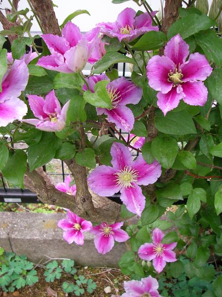 クレマチス ピール ユリオプスデージー 21年の花 のアルバム みんなの趣味の園芸