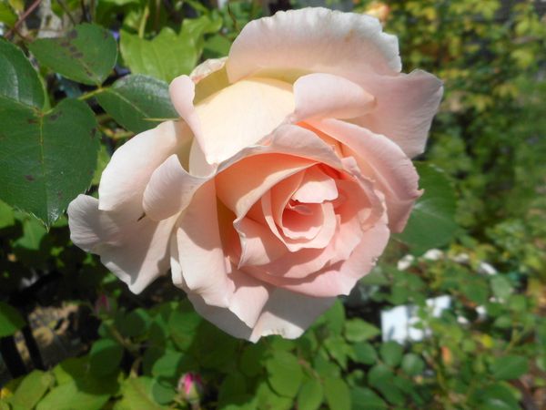 ４月３０日 ロココ ２０２１年度の薔薇 のアルバム みんなの趣味の園芸