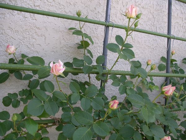 ロココ ほぼ日陰 西日がよく当たるゾー 21年春のバラ のアルバム みんなの趣味の園芸