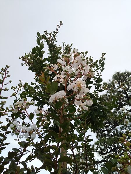 サルスベリ 白です 実家に白あったの 実家の花たち のアルバム みんなの趣味の園芸