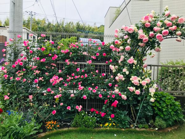 壁一面のバラが一番美しい 我が家のバラたち のアルバム みんなの趣味の園芸