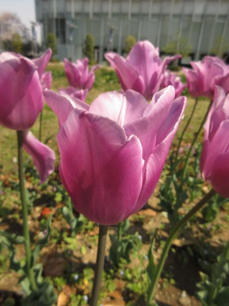 アンジェスカ 上品な紫色の美しい早咲き チューリップ見本園撮影図鑑 21年版 のアルバム みんなの趣味の園芸 Id