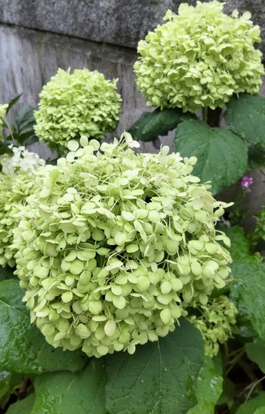 美しいアナベルは白からグリーンに変わ てんこの花つくり 藤沢の庭 21夏 のアルバム みんなの趣味の園芸 Id