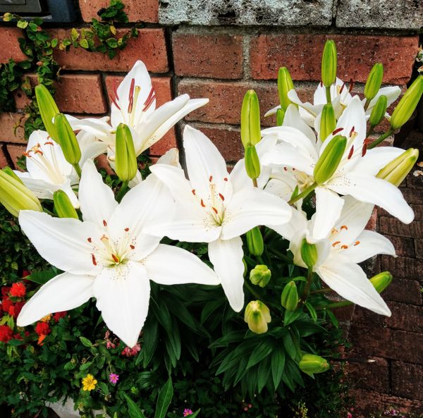矮性の白ユリたくさん咲きました スカシ 21年５月の花 のアルバム みんなの趣味の園芸 Id
