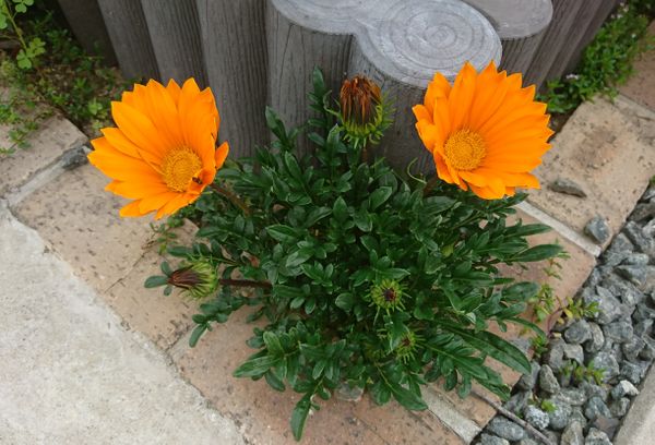 ガザニア 昨年植えて冬越し成功した三株 庭の草花 のアルバム みんなの趣味の園芸 Id