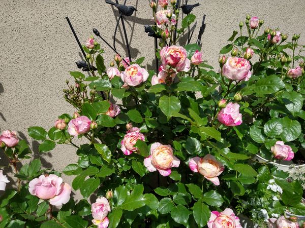 エドゥアール マネ 相変わらず素晴らしい 21年春 かよぽちの可愛いバラ達 のアルバム みんなの趣味の園芸