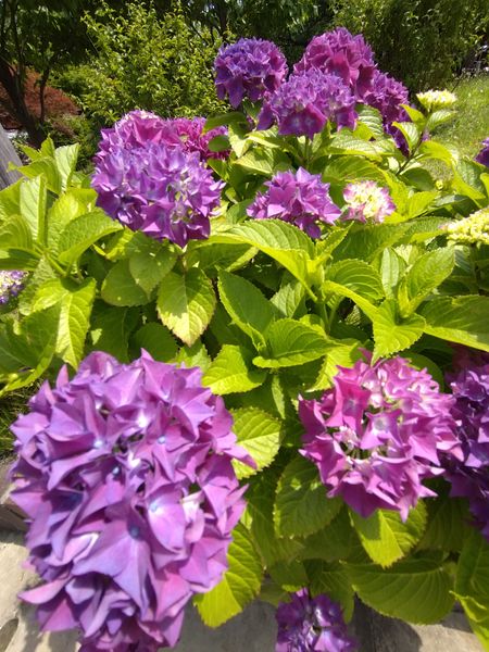 お洒落なカフェの庭にあった紫陽花で 初夏 夏の花 のアルバム みんなの趣味の園芸 Id