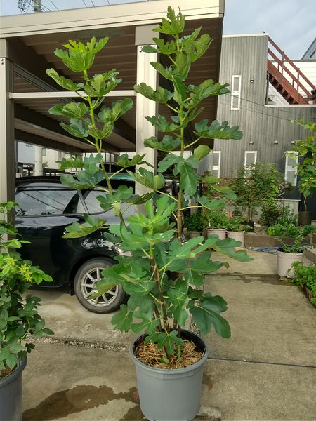 イチジク 一年目で3メートル越え 鉢植えの果物たち のアルバム みんなの趣味の園芸