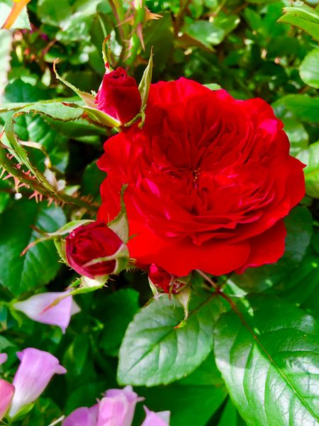 マイローズ 薔薇の名前 が我が家の庭 黒猫とローズガーデン のアルバム みんなの趣味の園芸