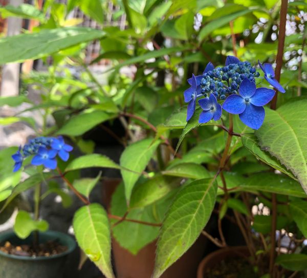 ヤマアジサイ 七変化 濃い青色が美し 21 5月 のアルバム みんなの趣味の園芸 Id
