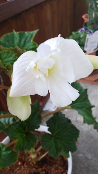 球根ベゴニア オドラータ アンジェリケ 21年花壇のお花たち のアルバム みんなの趣味の園芸