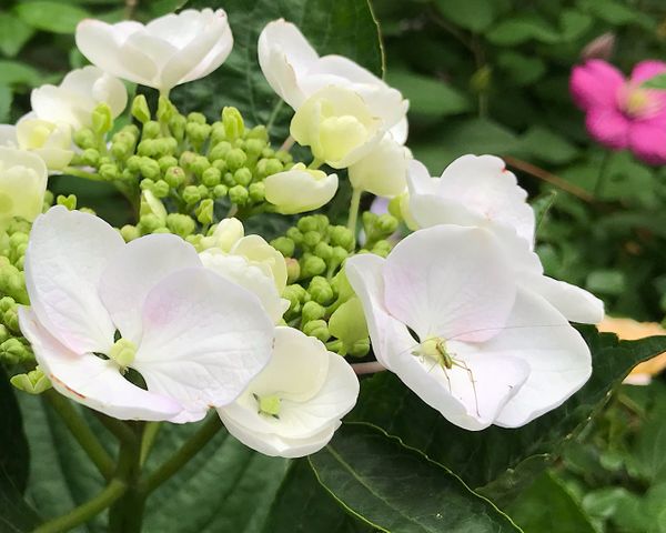 ヒゲの長いチビ虫が乗った白い紫陽花 うちの庭21年6月 のアルバム みんなの趣味の園芸