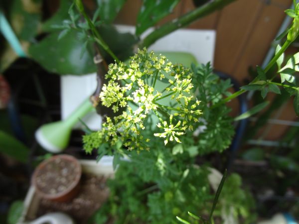 パセリの花 この後 種ができると枯れ 夏の庭 のアルバム みんなの趣味の園芸