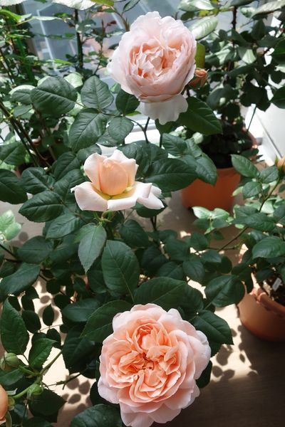 アンブリッジローズ 挿し木苗から割とす バラ 薔薇 ローズ のアルバム みんなの趣味の園芸 Id