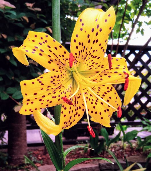 黄金オニユリだと思います ムカゴがいっ 21年6月の花 のアルバム みんなの趣味の園芸 Id