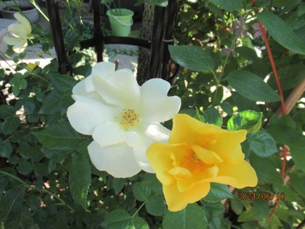 リモンチェッロ バラ全て開花しました のアルバム みんなの趣味の園芸 Id