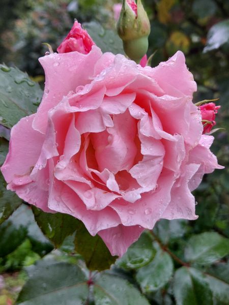 今日のダフネさん 愛しのメアリーローズと薔薇たち可愛い草花たち21no 2 のアルバム みんなの趣味の園芸
