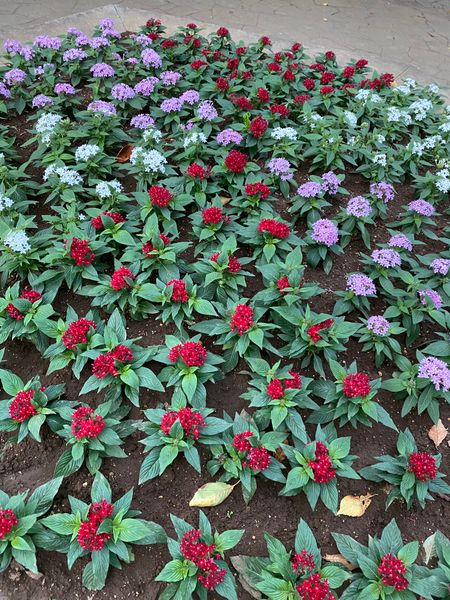 世田谷公園の花壇 ペンタス 綺麗 お散歩 のアルバム みんなの趣味の園芸