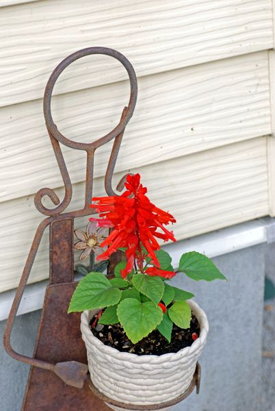去年のこぼれ種の赤いサルビアは 玄 21 夏の庭 のアルバム みんなの趣味の園芸