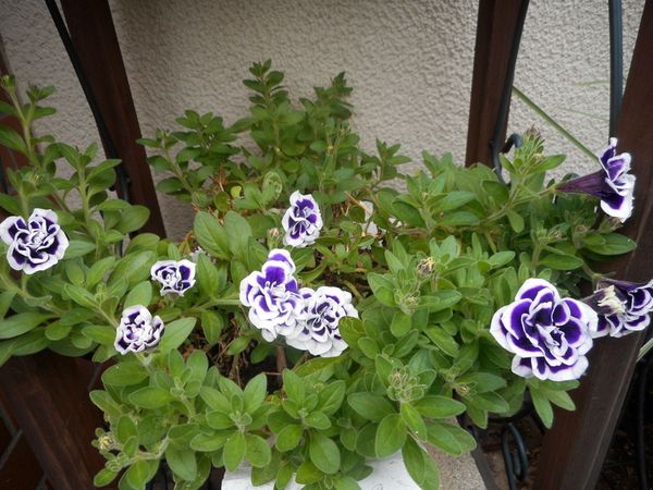 １０月７日 ペチュニア花衣 藍染 ２０21年４月 ２０２2年３月までの庭の草花 のアルバム みんなの趣味の園芸
