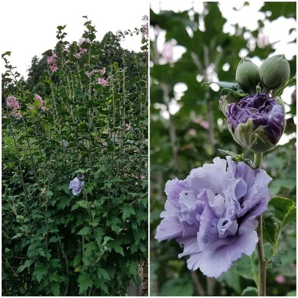 ムクゲ青紫八重咲き 紫玉 開花が始ま ２０２１夏を彩る のアルバム みんなの趣味の園芸