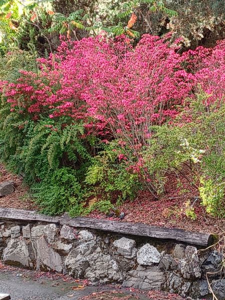 お隣の前の庭に咲いてる赤い葉の低木 山の見える丘ガーデン のアルバム みんなの趣味の園芸