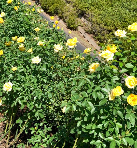バラ レヨン ドゥ ソレイユです 錦 出先 植物のある風景 のアルバム みんなの趣味の園芸