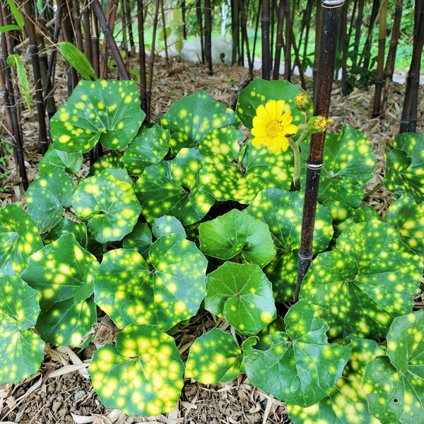 キク科常緑多年草の園芸品種 キモンツ Shonanさんの山歩き 6 21 10月 のアルバム みんなの趣味の園芸
