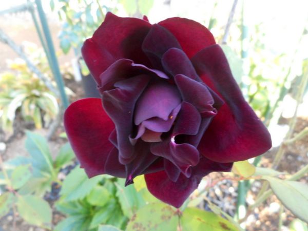 １１月１５日 ルイ１４世 ２０２１年度のバラ のアルバム みんなの趣味の園芸