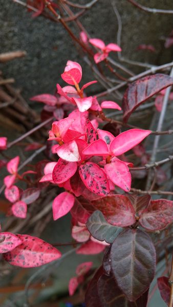 ハツユキカズラの紅葉 21 12月 冬の庭 のアルバム みんなの趣味の園芸 Id