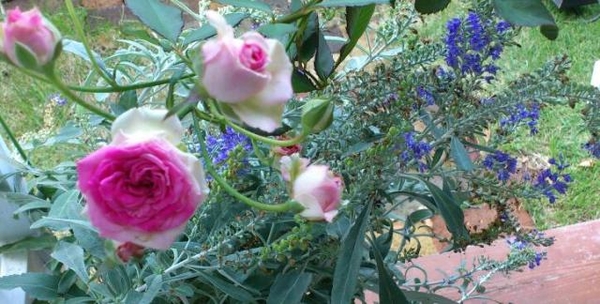 つるミミエデン 四季咲きの ミニ ピ ポンポネッラのスモールガーデン のアルバム みんなの趣味の園芸 Id 487