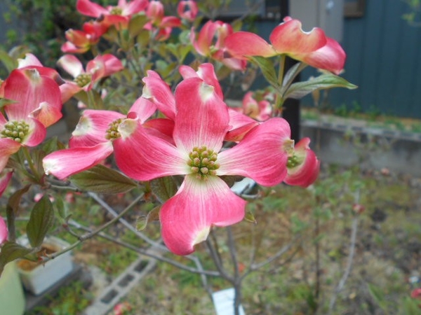 アメリカハナミズキ 赤 ｈ２６ ４ ｈ２６年４月 咲きました のアルバム みんなの趣味の園芸 Id 055
