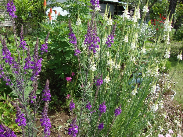 宿根リナリア 紫と白 春 夏の宿根草16 3まで のアルバム みんなの趣味の園芸