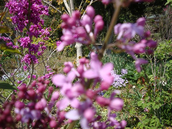 ライラック ピンク 春の花木16 3まで のアルバム みんなの趣味の園芸 846