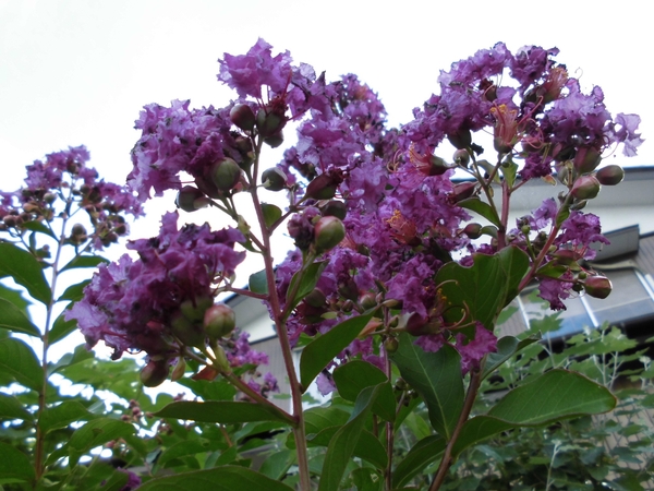 サルスベリ 紫 夏の花木16 3まで のアルバム みんなの趣味の園芸 Id 1965